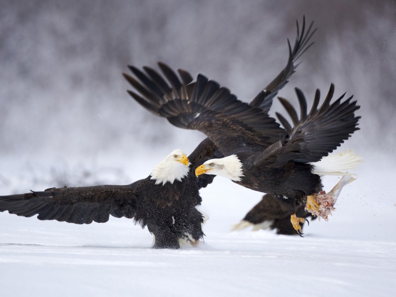 eagles in snow wallpaper hd