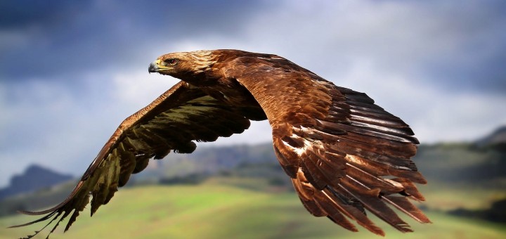 eagle in flight hd wallpaper