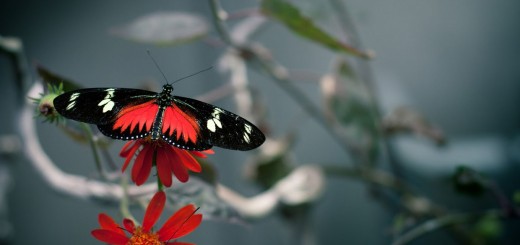 red butterfly wallpaper hd