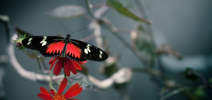 red butterfly wallpaper hd